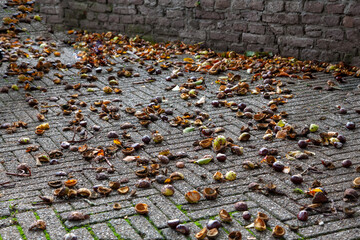 Obraz premium Kastanien