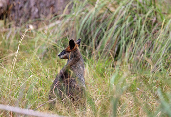 Wallaby back view  - Phillip Island, Victoria, Australia