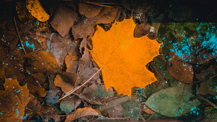 rusty metal color and yellow leaf on the forest in the autumn. autumn colors.