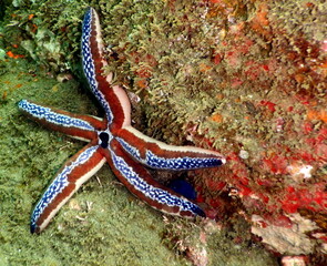 Costa Rica Pacific sea life