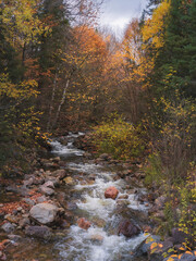 autumn stream 