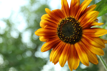 Beautiful sunflower blooming on summer day, closeup. Space for text