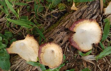 Wild mushrooms on tree trunk