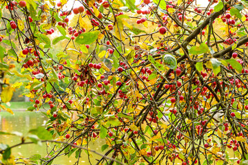 autumn leaves and berries on the tree