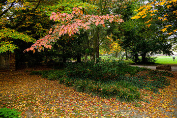 autumn in the park in autumn