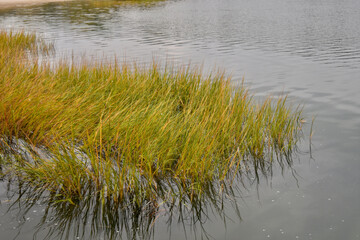 A stand of salt marsh cordgrass (Spartina alterniflora) streaked with yellow, tan, and gold ...