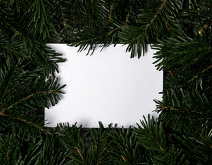 Winter background with pine branches and space for your text