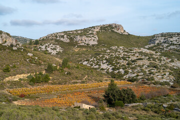 Fototapeta na wymiar vine in autumn in the mountain