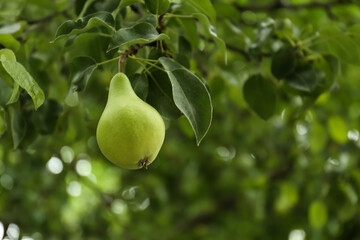 Ripe pear on tree branch in garden