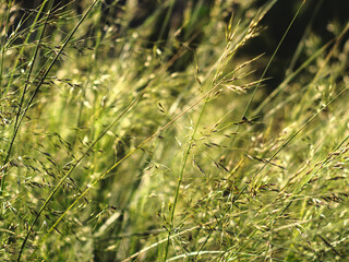 pasto verde o maleza en la puesta del sol, ocaso