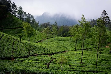 Fototapeta na wymiar Sri Lanka hill countryside, highland tea estate, Ceylon tea landscape, mist
