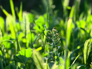 maleza en ocaso o puesta de sol con una mosca posada encima