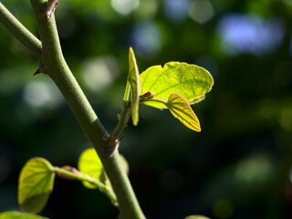 arbol pata de vaca floreciendo