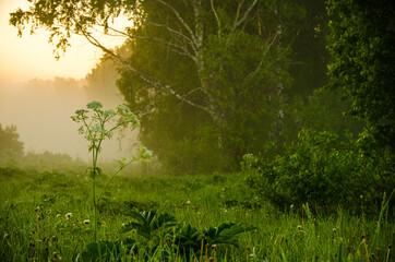 A warm summer morning. Birch grove at dawn. Fields and meadows with green grass