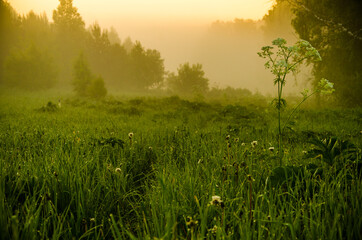 A warm summer morning. Birch grove at dawn. Fields and meadows with green grass