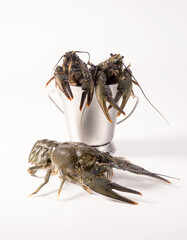 Crayfish live placed into metallic bucket isolated on a white background. Fresh seafood snack.