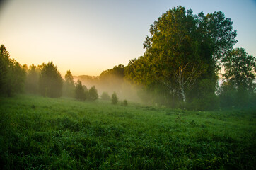morning mist. Sunlight penetrates through birches and coniferous trees