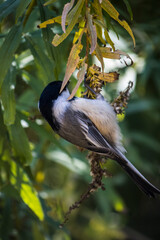 Chickadee sitting on branch