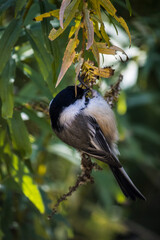 Chickadee sitting on branch