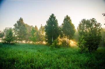 morning mist. Sunlight penetrates through birches and coniferous trees