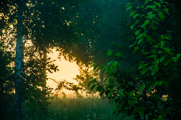 the sun's rays break through the birch leaves. Thick morning fog