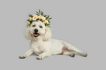 Adorable Bichon wearing wreath made of beautiful flowers on grey background