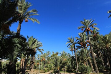 Fototapeta na wymiar Landscape and palm trees of the hillside of the Vinalopo River