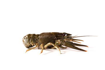 Crayfish live isolated on a white background. Fresh seafood snack.