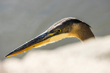 Young Heron walking though calm water