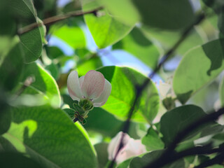 flor de el membrillo, flor blanca con rosado