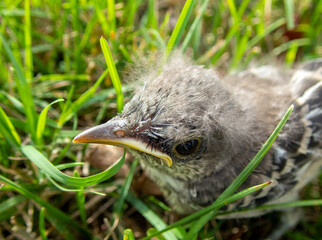 This baby bird has been lost or abandoned in the grass in Missouri and looks lost and forlorn and very sad and lonely. Bokeh effect.
