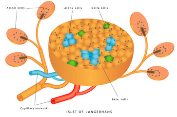 Pancreatic islet. The islets of Langerhans are responsible for endocrine function of pancreas. Each islet contains beta, alpha, and delta cells that are responsible for the secretion of a hormones