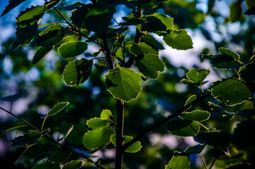 the sun's rays break through the birch leaves. Thick morning fog