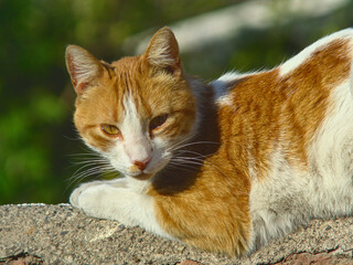 gato naranjo desansando, mirando a la camara