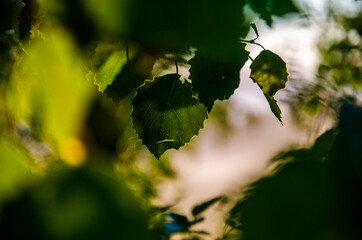 the sun's rays break through the birch leaves. Thick morning fog