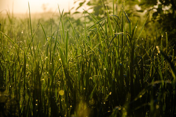 in the morning mist and dew. The sun's rays pass through the lush greenery.