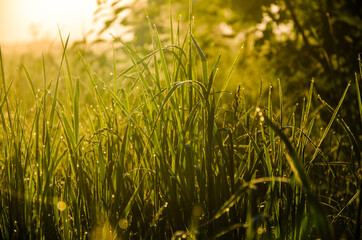 Fototapeta premium in the morning mist and dew. The sun's rays pass through the lush greenery.