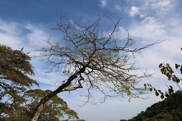 sky and tree