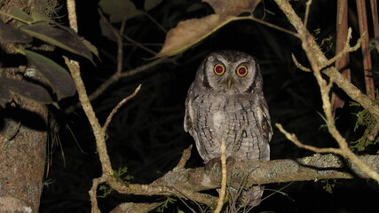 megascopscholiba