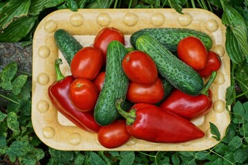 vegetables from red tomatoes, peppers and green cucumbers in a brown bowl among vegetation and leaves in nature