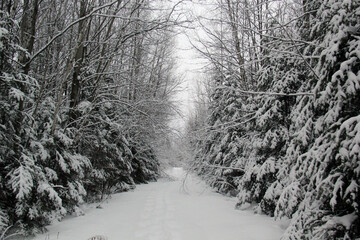 Majestic winter landcape ; Snowy forest