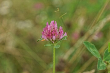 one red clover flower on a stalk with green leaves on nature