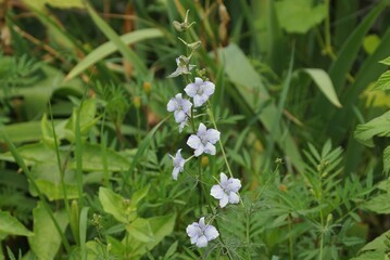small wild blue white flowers bells on a green stem among vegetation in nature