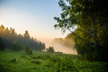 A warm summer morning. Birch grove at dawn. Fields and meadows with green grass