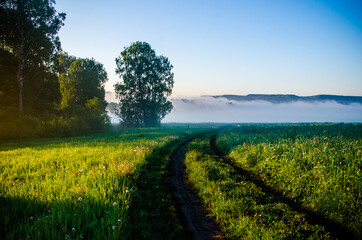 early morning. forest hiding in the fog. forest path