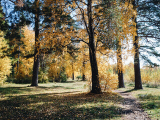 Autumn forest with a tall trees. Golden leaves on the trees.