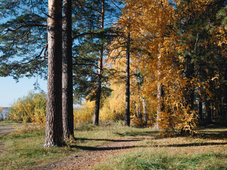 Fototapeta premium Autumn forest with a tall trees. Golden leaves on the trees.