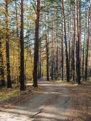 Bikepath in the autumn woods. Golden leaves on the trees