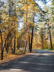 Bikepath in the autumn woods. Golden leaves on the trees