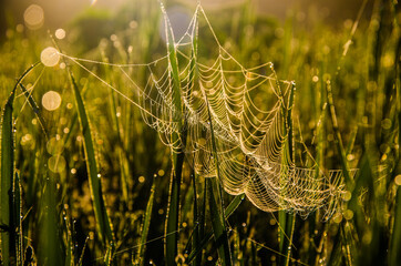 cobwebs in the morning mist. Juicy greens.